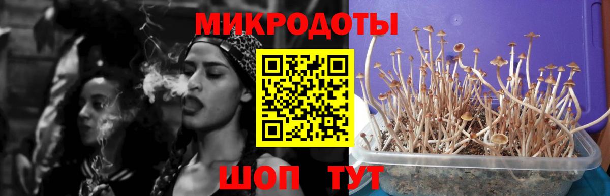 Галлюциногенные грибы Psilocybine cubensis Орск